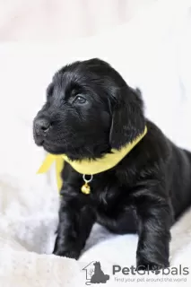 Photo №3. Straight Coated Retriever girls. Russian Federation