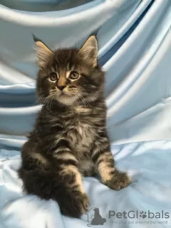 Photo №4. I will sell maine coon in the city of Chelyabinsk. from nursery - price - 408$