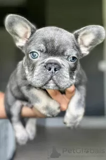 Photo №2 to announcement № 124734 for the sale of french bulldog - buy in United States 