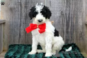 Photo №2 to announcement № 63523 for the sale of poodle (toy) - buy in United States 