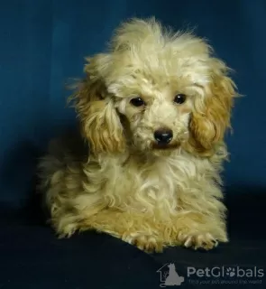 Photo №3. Awesome toy poodle girl, teacup in teddy style.. Belarus