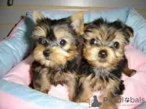 Photo №2 to announcement № 18644 for the sale of yorkshire terrier - buy in Netherlands private announcement