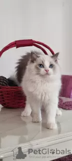 Photo №2 to announcement № 106817 for the sale of ragdoll - buy in Turkey breeder