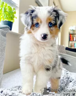 Photo №2 to announcement № 88791 for the sale of australian shepherd - buy in Estonia private announcement