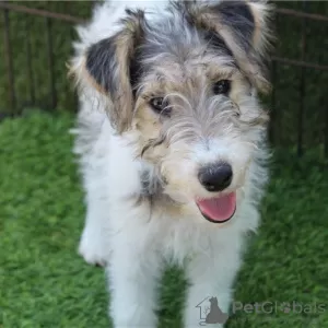 Photo №1. fox terrier - for sale in the city of Jarlmadangah Burru | 1000$ | Announcement № 50389