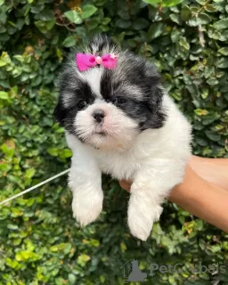 Photo №3. Companion shih Tzu puppies. Netherlands