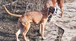 Photo №1. boxer - for sale in the city of Славянск-на-Кубани | 300$ | Announcement № 5639