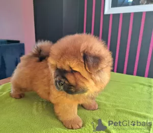 Additional photos: Chow chow puppies