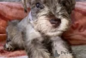 Photo №3. Miniature schnauzer for sale. Germany