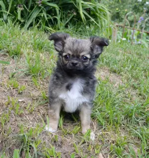 Additional photos: Chihuahua - longhair handsome boy