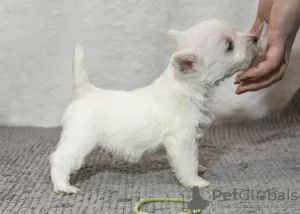 Photo №3. Kennel offers west highland white terrier puppies. Moldova