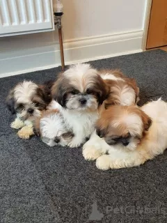 Photo №3. Adorable Male And Female Shih Tzu Puppies. France