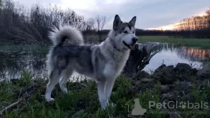 Photo №1. alaskan malamute - for sale in the city of Kherson | 110$ | Announcement № 13707