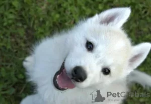 Photo №2 to announcement № 119948 for the sale of siberian husky - buy in Serbia breeder