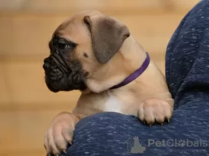 Photo №2 to announcement № 88623 for the sale of bullmastiff - buy in Netherlands breeder