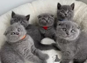 Photo №1. british shorthair - for sale in the city of Boom | 400$ | Announcement № 96210