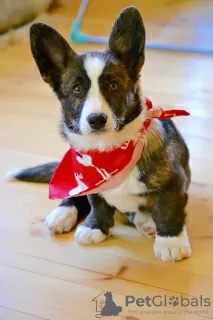 Photo №4. I will sell welsh corgi in the city of Minsk. breeder - price - negotiated