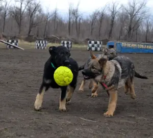 Additional photos: German Shepherd Working Breeding