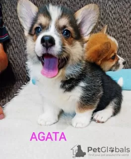 Photo №2 to announcement № 115204 for the sale of welsh corgi - buy in Serbia breeder