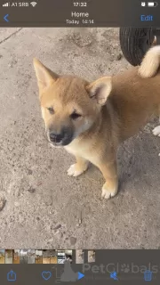 Photo №1. shiba inu - for sale in the city of Subotica | negotiated | Announcement № 77526