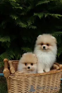 Additional photos: Cute Pomeranian Puppies