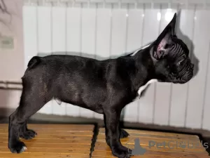 Photo №2 to announcement № 127741 for the sale of french bulldog - buy in Serbia private announcement