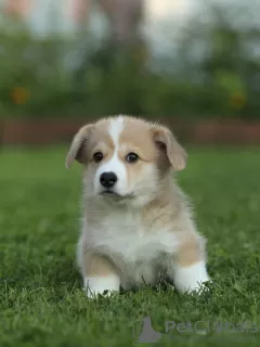 Additional photos: Welsh Corgi Pembroke puppies