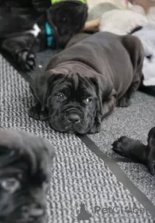 Additional photos: Cane Corso puppies