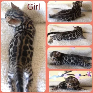 Additional photos: Bengal kitty.