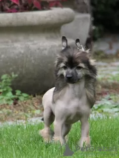 Photo №1. chinese crested dog - for sale in the city of Piaseczno | 1321$ | Announcement № 77895