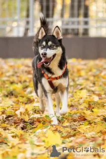 Photo №1. siberian husky - for sale in the city of Москва | Is free | Announcement № 123982