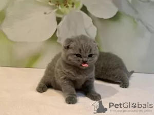 Additional photos: Scottish Fold kittens for adoption around Germany