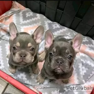 Photo №3. Cute french bulldog pup's Viber 306994821087. Finland