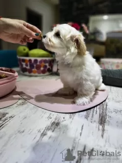 Additional photos: Havanese puppies