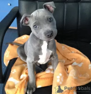 Photo №1. american pit bull terrier - for sale in the city of Vilnius | negotiated | Announcement № 128325