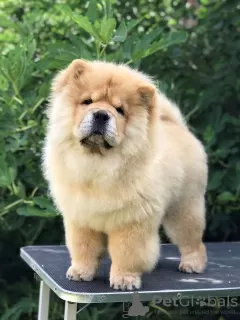 Additional photos: Chow Chow, wonderful puppies