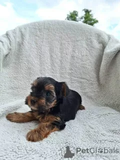 Additional photos: Yorkshire Terrier puppies