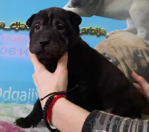 Additional photos: Shar Pei puppies