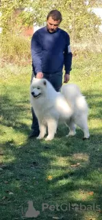 Additional photos: Samoyed puppies for sale