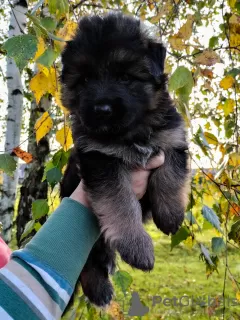 Photo №2 to announcement № 27790 for the sale of german shepherd - buy in Poland breeder