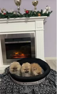 Additional photos: Pomeranian puppies