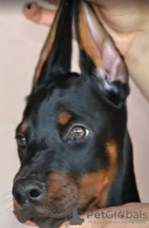 Additional photos: Doberman puppies