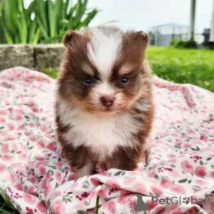 Photo №4. I will sell pomeranian in the city of Texas City. private announcement - price - 494$