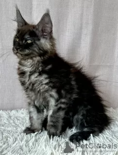 Photo №1. maine coon - for sale in the city of Lublin | 1057$ | Announcement № 118442