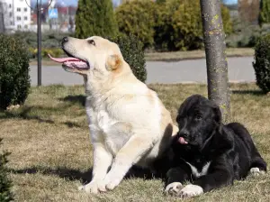 Photo №4. I will sell central asian shepherd dog in the city of Molodechno. from nursery - price - Negotiated