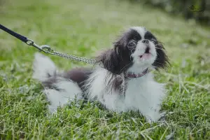 Photo №3. Japanese chin girl. Russian Federation