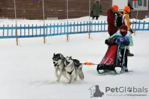 Additional photos: Cute Husky Puppies