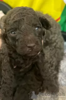 Additional photos: Poodle puppies for sale