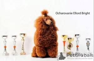 Additional photos: RED POODLE PREMIUM