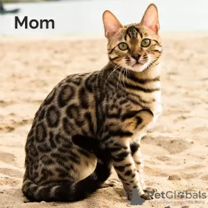 Photo №4. I will sell bengal cat in the city of Munich.  - price - Is free